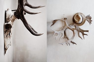 Photographs of antlers for interior design