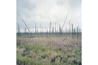 Thin tree trunks projecting over the horizon in a marshland.