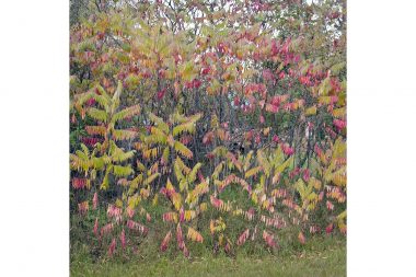 A colour study of autumnal leaves by the side of the road.