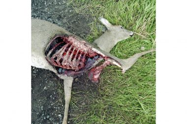 The exposed ribs of a dead dear by the side of the road.