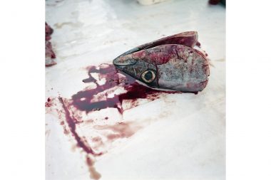 The head of a dead fish in Essaouira in Morocco