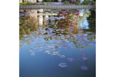 Lily pads and reflected flowers in a pond