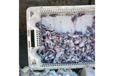 Squid in a white plastic basket in Essouira, Morocco