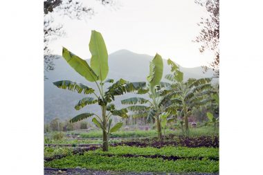 Banana trees and mountains in Morocco by Richard Boll