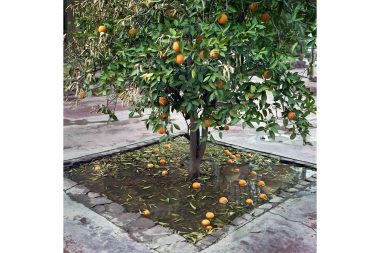 An orange tree with oranges floating in water at the base