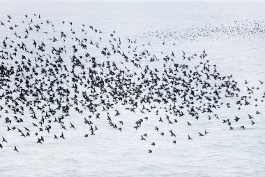 A starling murmuration from The Beauty of the Ordinary by Richard Boll