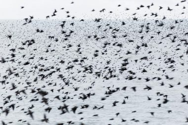 A murmuration of starlings in Brighton from the project The Beauty of the Ordinary by Richard Boll