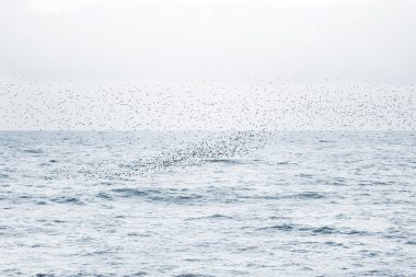 A murmuration of starlings flying over the English Channel in Brighton by Richard Boll