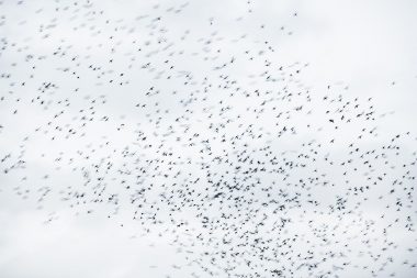 A murmuration of starlings from the project The Beauty of the Ordinary