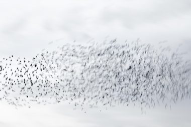 A murmuration of starlings from the project The Beauty of the Ordinary by Richard Boll