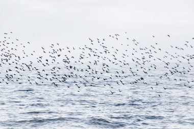 Starlings flying over the sea from The Beauty of the Ordinary by Richard Boll