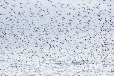 Blurred starlings from the project Pulchritudo Vulgaris (The Beauty of the Ordinary) by Richard Boll