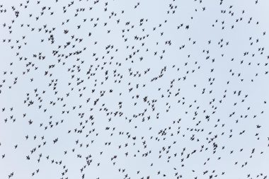 Flying starlings from the project The Beauty of the Ordinary by Richard Boll