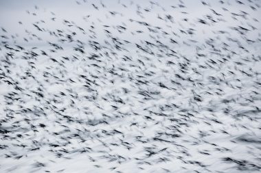 A murmuration of starlings from the project Pulchritudo Vulgaris by Richard Boll