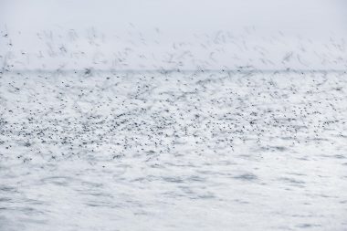 Image of a murmuration of starlings from the project Pulchritudo Vulgaris (The Beauty of the Ordinary) by Richard Boll