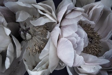 Peonies from here for you project by Richard Boll Photography
