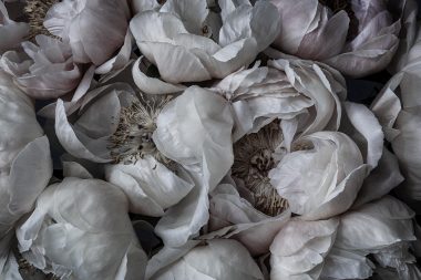 Photographs of peonies from here for you by Richard Boll Photography