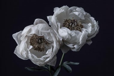 Two peonies from here for you project copyright Richard Boll photography