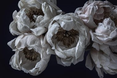 Here for you peonies copyright Richard Boll Photography