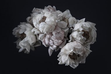 Group of peonies from here for you project copright Richard Boll Photography