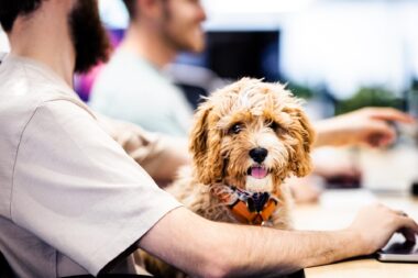Bring your dog to work dog sat on owner's lap at his desk