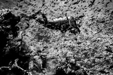 A diver behind a shoal of small fish in Egypt.