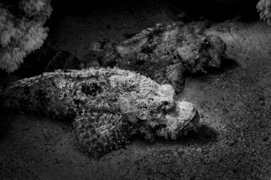 Two scorpion fish in Marsa Alam in Egypt.