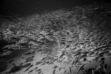 Underwater of a shoal of fish in Egypt.