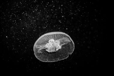 Underwater photograph of a jelly fish in Egypt.