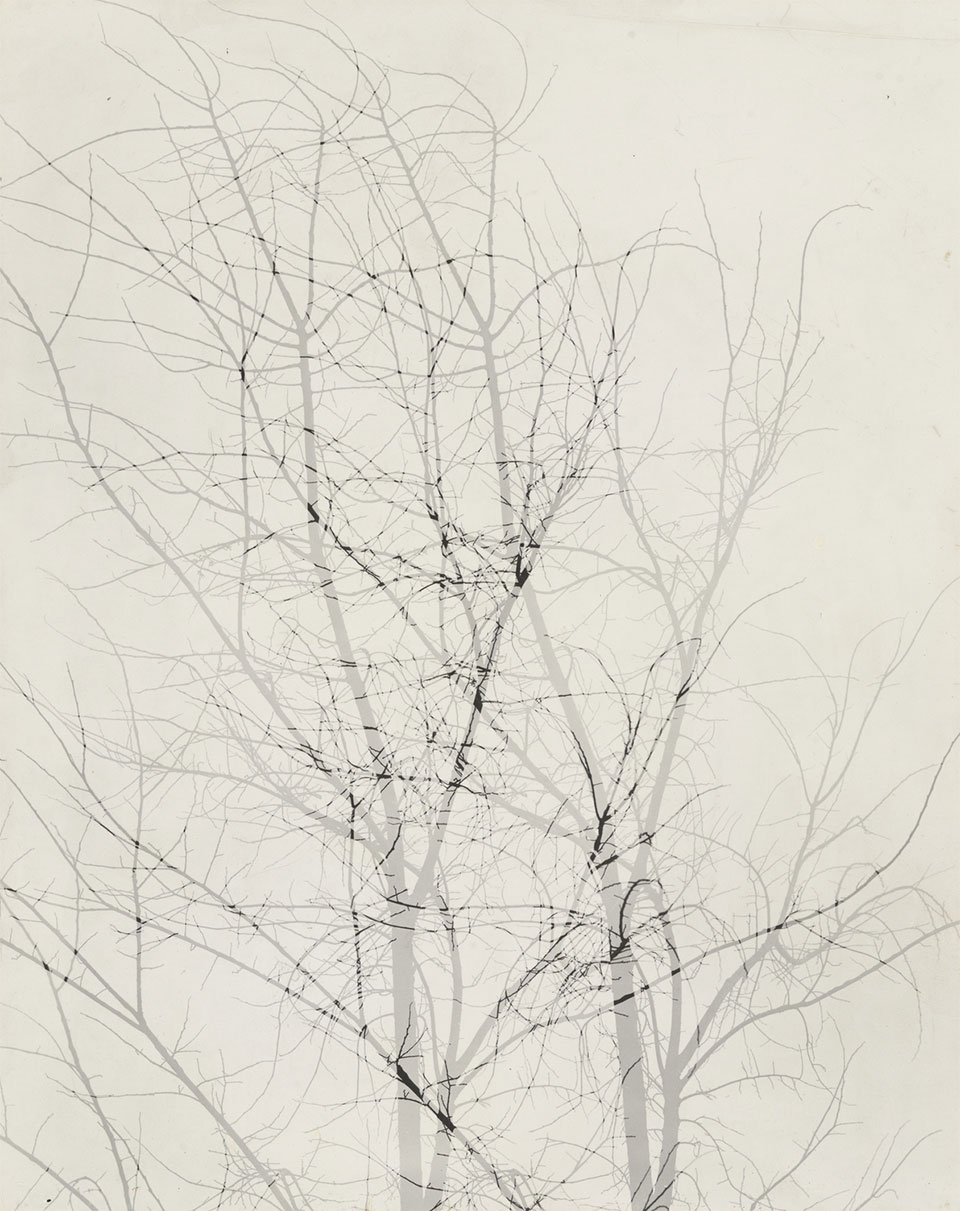 Multiple Exposure Trees, Chicago, 1956, Harry Callahan