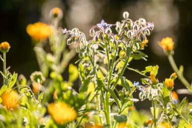 A close-up macro photograph of backlit borage plants in a sunny garden- garden lifestyle photography by Richard Boll, London.