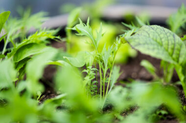 Macro close-up photography of green plants in fresh soil in a greenhouse by Richard Boll, London.