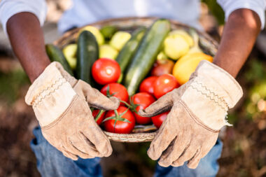 Close-up natural lifestyle photograph of man with gloves holding a basket of freshly harvested fruit and vegetables.