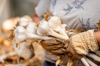 Woman holding a bunch of garlic at a community garden captured in a natural documentary style by Richard Boll, London.